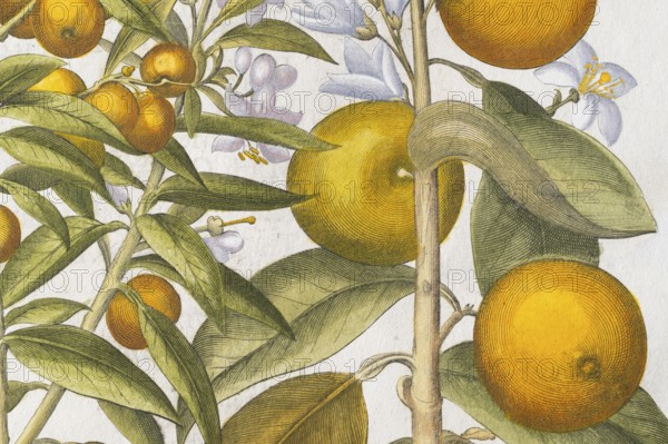 Bitter orange and orange with buds and blossoms, hand-coloured copperplate engraving by Basilius Besler, from Hortus Eystettensis, 1613
