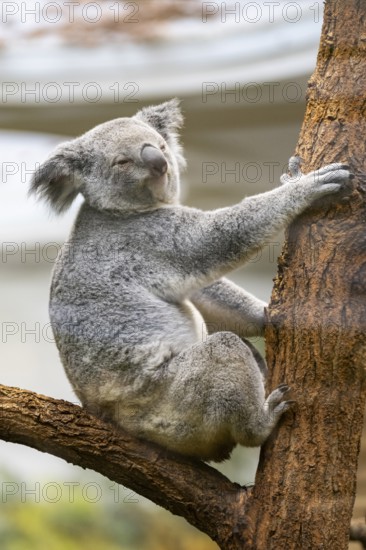 Koala (Phascolarctos cinereus) sitting on a tree, captive, distribution South Australia, Australia, Oceania