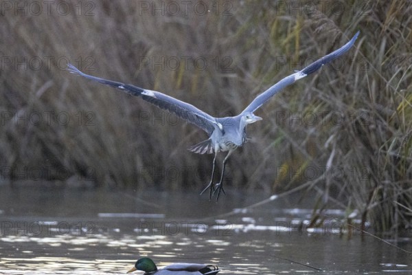 Grey heron (Ardea cinerea) Germany