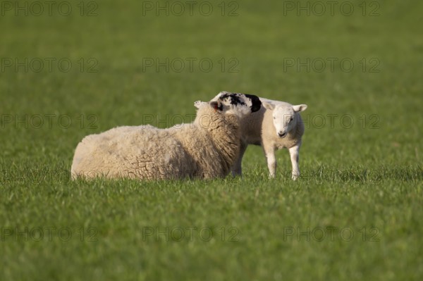 Domestic sheep (Ovis aries) adult mother ewe and juvenile baby lamb farm animals in a grass field in springtime, England, United Kingdom, Europe