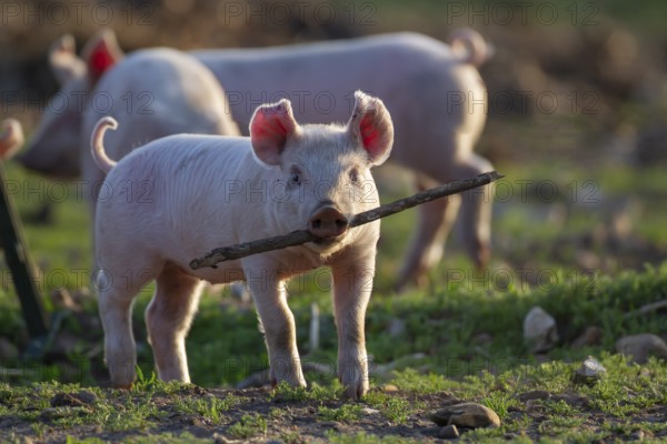 Domestic pig (Sus scrofa domesticus) juvenile baby piglet farm animal playing with a stick in a field in summer, England, United Kingdom, Europe