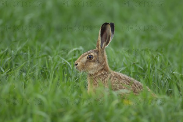 European brown hare (Lepus europaeus) juvenile baby leveret animal in a farmland cereal crop in the summer, England, United Kingdom, Europe