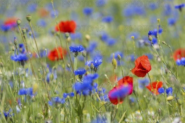 Single poppy flowers (papaver) blooming between cornflowers (Centaurea cyanus) at the edge of a field, Saxon Elbland, Saxony, Germany, Europe