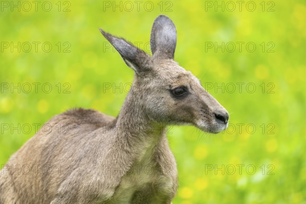 Eastern grey kangaroo (Macropus giganteus) on a meadow, Bavaria, Germany, Europe