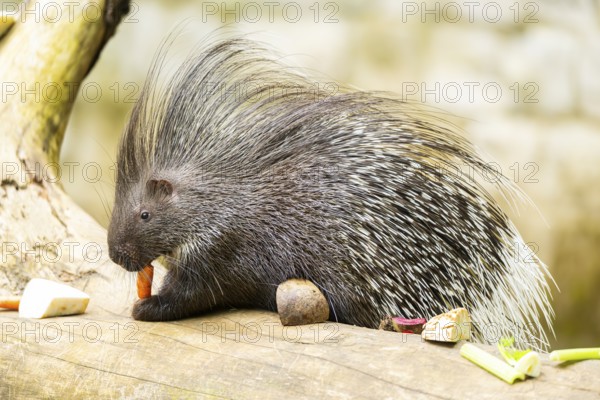 Old World porcupines (Hystrix cristata), Germany, Europe