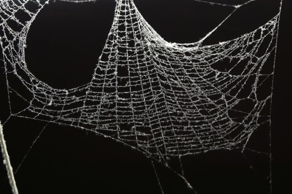 Dusty spider's web, Germany, Europe