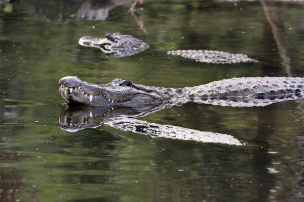 Mississippi Alligator (Alligator mississippiensis), pike alligator, adult, lying, friendly, smiling, in water, Florida, USA, North America
