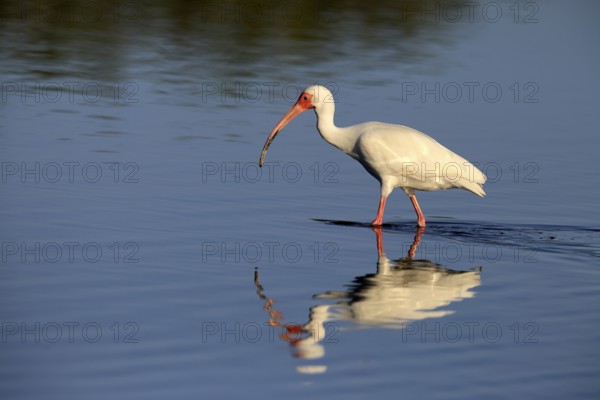 Snowy Ibis, (Eudocimus albus), adult, in the water, foraging, Merritt Island, Black Point Wildlife Drive, Florida, USA, North America