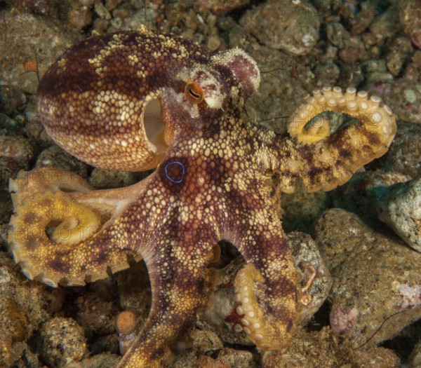 Two-ringed octopus (Amphioctopus mototi) with clearly visible blue ring on the side of the head, squid, octopus with highly venomous bite, poisonous marine animal, Pacific, Negros Oriental, Negros, Visayas, Philippines, Asia