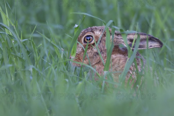 European brown hare (Lepus europaeus) adult animal in a farmland cereal field crop in summer, England, United Kingdom, Europe