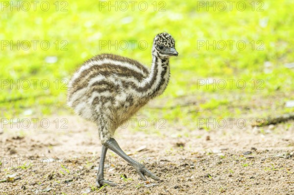 Emu (Dromaius novaehollandiae) youngsters on the ground, Bavaria, Germany, Europe