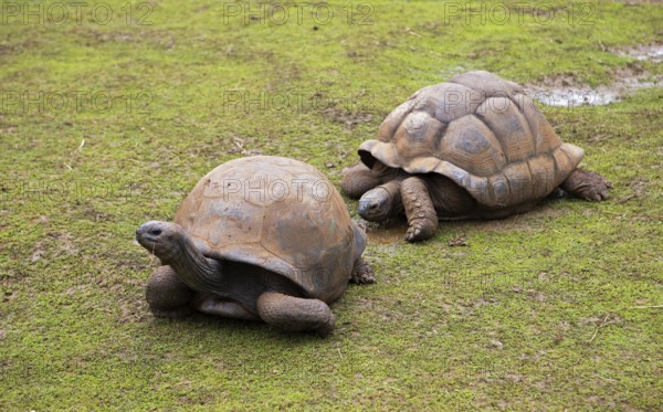 Aldabra giant tortoises (Aldabrachelys gigantea), Botanical Garden or Sir Seewoosagur Ramgoolam Botanical Garden or Pamplemousses Botanical Garden, Pamplemousses District, Mauritius, Africa