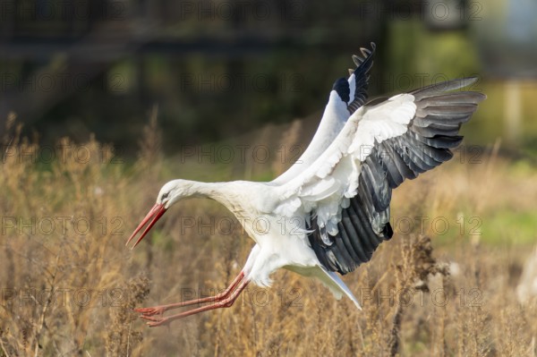 Stork in flight in a natural environment with outstretched wings over a meadow, white stork (Ciconia ciconia), wildlife, Germany, Europe