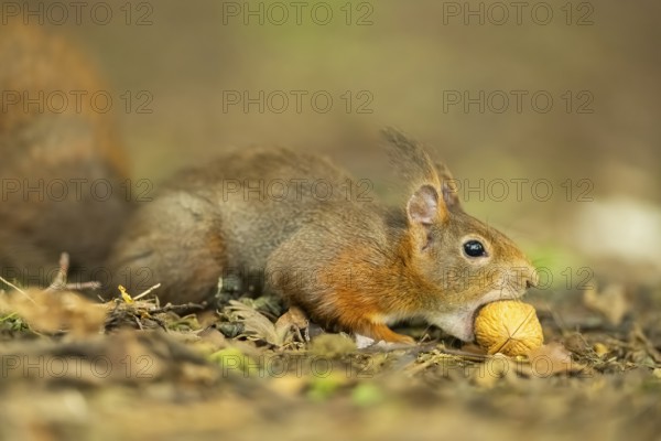Red squirrel (Sciurus vulgaris) in a forest, Bavaria, Gernany