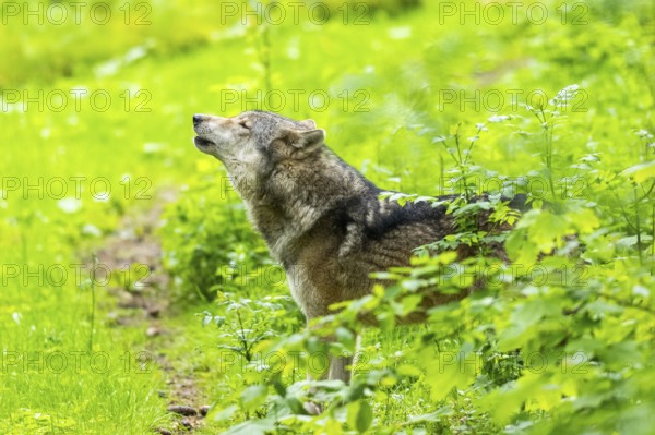 European gray wolf (Canis lupus lupus) howling in the forest, Germany, Europe