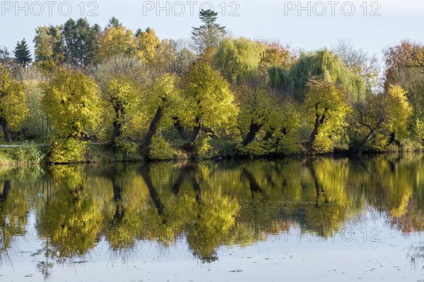 Autumnal trees with yellow leaves are reflected in a quiet castle moat, Borken-Gemen, Münsterland, North Rhine-Westphalia, Germany, Europe