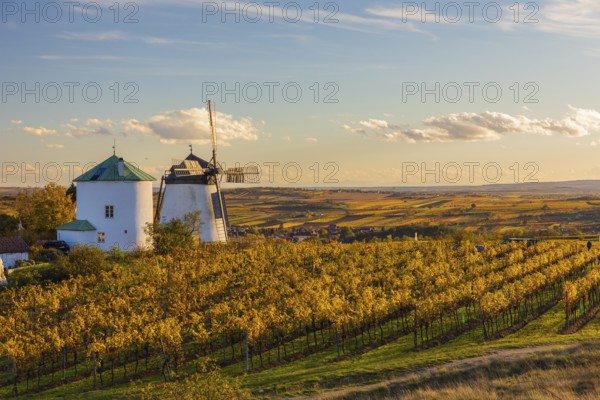 Surrounded by Vineyards. Windmill Retz, located in Lower Austria. The windmill is one of the last two operational windmills in Austria