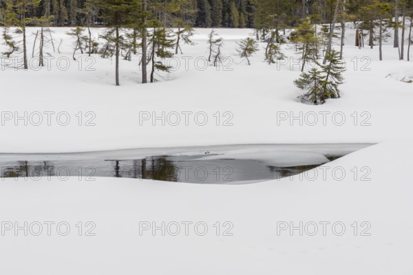 Lake Grosser Arbersee in late winter. The lake and the adjacent forest are snow covered. Germany, Bavaria, Bavarian Forest National Park
