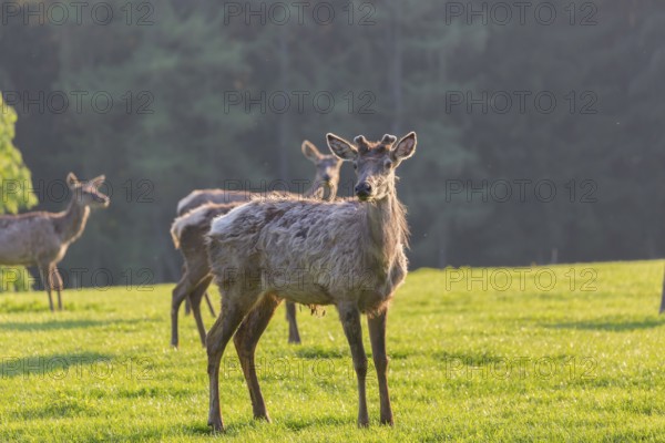 Altai maral, Altai wapiti or Altai elk, standing on meadow in backlight. Springtime with fresh green color. Forest in background