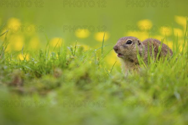 An adult European ground squirrel (Spermophilus citellus) or European souslik sits in green gras next to a flowering Ranunculus