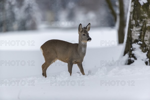 One young male Roe Deer, Roe buck (Capreolus capreolus), standing in a forest in deep snow. Trees in the background
