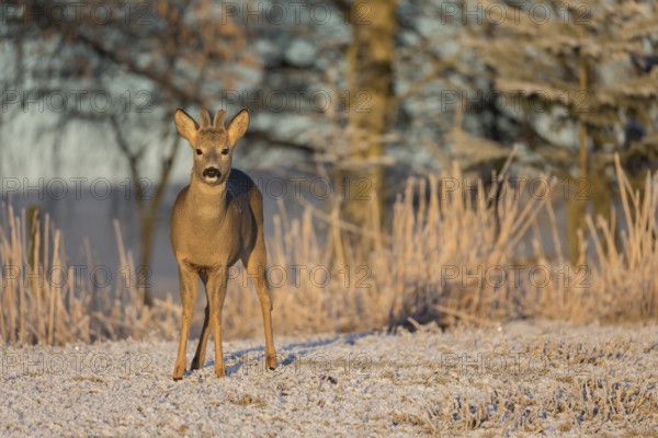 Roe deer on hoar frosted meadow at minus 15 °C at sunrise. Trees and dead stinging nettle in background
