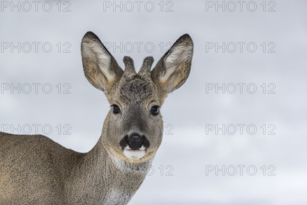 Portrait of a young male Roe Deer, Roe buck (Capreolus capreolus), standing in a forest in deep snow. Trees in the background