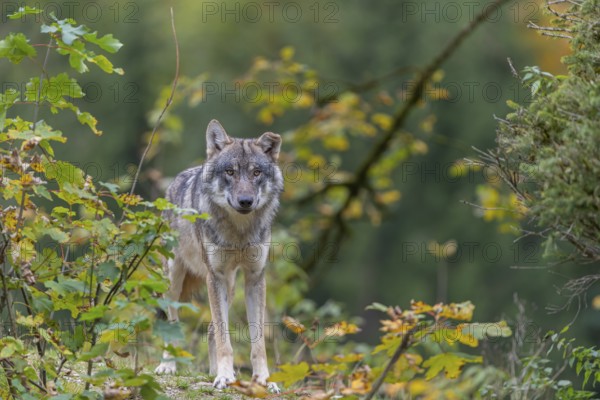 One eurasian gray wolf (Canis lupus lupus) standing on a small hill between fall foliage