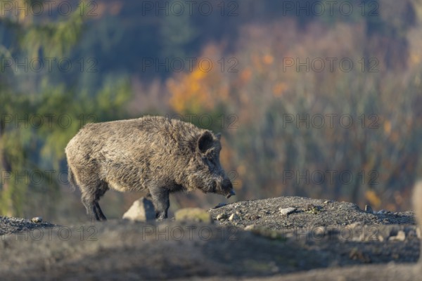 One wild boar or wild pig (Sus scrofa), walking over an opening in early morning light, searching for food, with an autumnal colored forest in the background