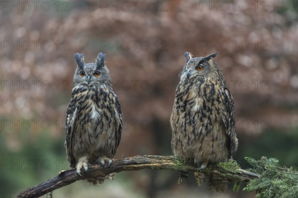 One female and one male Eurasian Eagle Owl, Bubo bubo, perched on a branch. A forest in autumn colors in the background