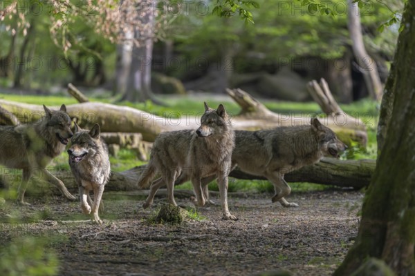 Group of four eurasian gray wolves (Canis lupus lupus) walking through an open forest. Logs and green vegetation in the background
