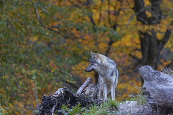 One eurasian gray wolf (Canis lupus lupus) standing between logs on a small hill with a bright and colourful fall foliage in the background