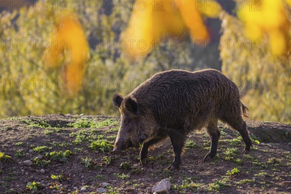 One wild boar or wild pig (Sus scrofa) stands on an opening. Early morning light and framed with some fall foliage
