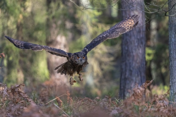 One Eurasian Eagle Owl, Bubo bubo, flying thru a forest with ferns on the ground