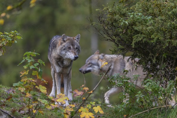 Two eurasian gray wolf (Canis lupus lupus) standing on a small hill between fall foliage