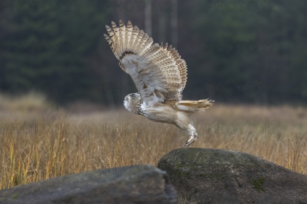 One Siberian Eagle Owl (Bubo bubo sibiricus) lifting off of a rock between tall reed grass lakeshore on an autumnal misty cold morning