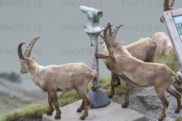 Some ibex (Capra ibex) walking along the Grossglockner High Alpine Road, looking interested on the information sign and the Monocular, behave like tourists. On 2500 m sea level in the Hohe Tauern National Park
