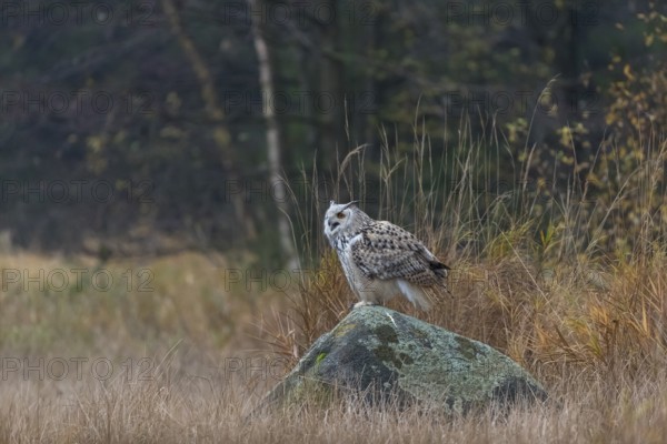 One Siberian Eagle Owl (Bubo bubo sibiricus) sitting on a rock between tall reed grass lakeshore on an autumnal misty cold morning