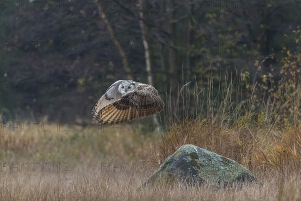 One Siberian Eagle Owl (Bubo bubo sibiricus) flying over tall reed grass lakeshore on an autumnal misty cold morning