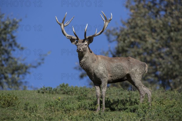 Red Deer stag at the rutting season, mud covered.. Sky in background
