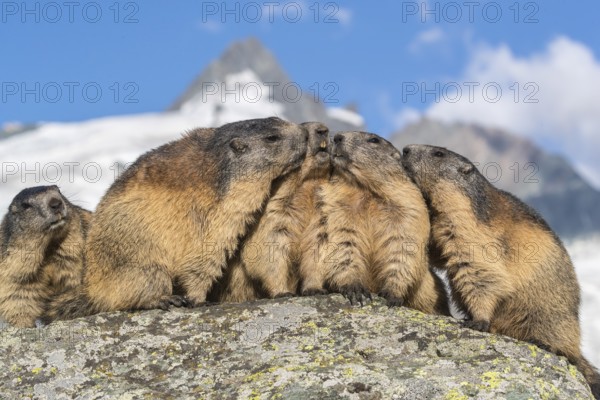 Group of Alpine Marmots, Marmota marmota, sideview portrait in early morning light. Grossglockner mountain in the distant background. Grossglockner high alpine road, Hohe Tauern National Park, Austria, Europe