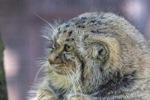 Portrait of a Pallas's cat (Otocolobus manul) or Manul. Near Threatened species on the IUCN Red List since 2002
