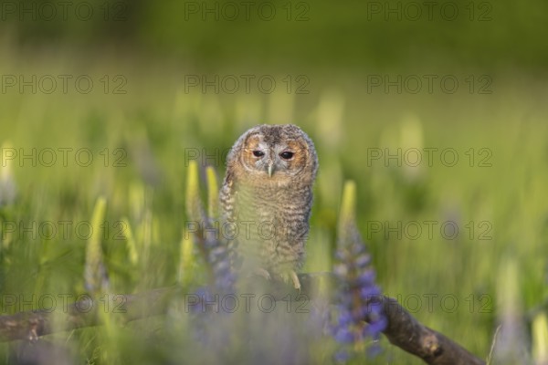 One young Ural owl (Strix uralensis) sitting on a branch lying in a field of flowering lupines in late evening light