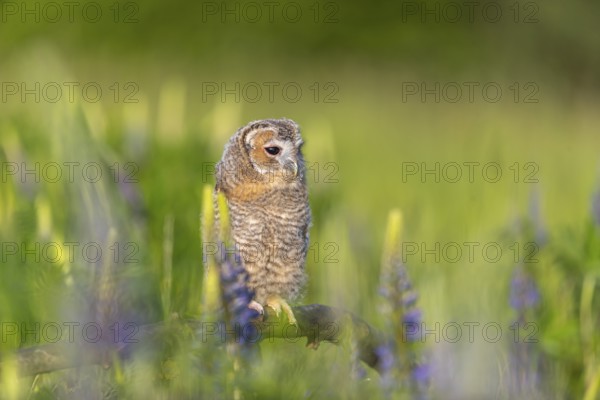 One young Ural owl (Strix uralensis) sitting on a branch lying in a field of flowering lupines in late evening light