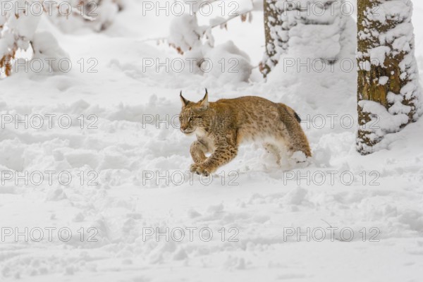 One young male Eurasian lynx, (Lynx lynx), walking through deep snow covered undergrowth in a forest