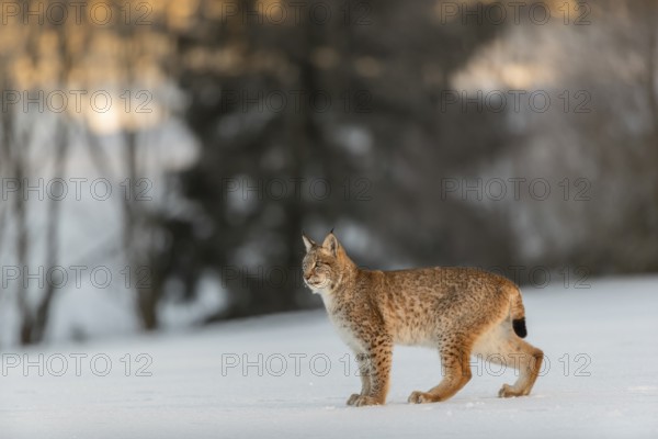 One young male Eurasian lynx, (Lynx lynx), standing on a snow covered meadow with a forest in the background