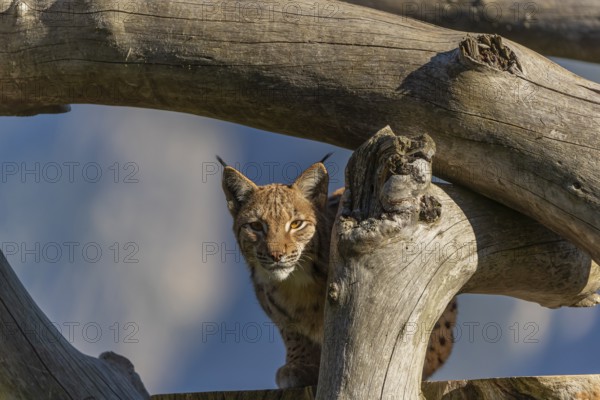 One Eurasian lynx, (Lynx lynx), resting high up on a dead tree. Side view with mountains in the background