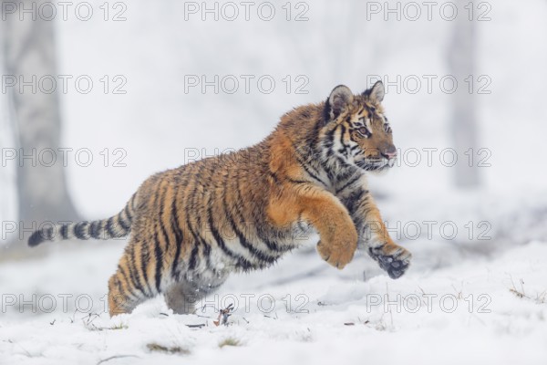 One young Siberian Tiger, Panthera tigris altaica, running thru an open forest with dense fog in the background