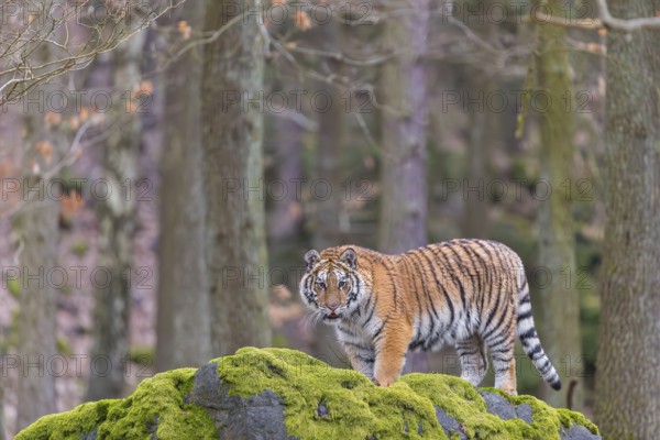 One young female Siberian Tiger, Panthera tigris altaica, standing on a rock in a forest