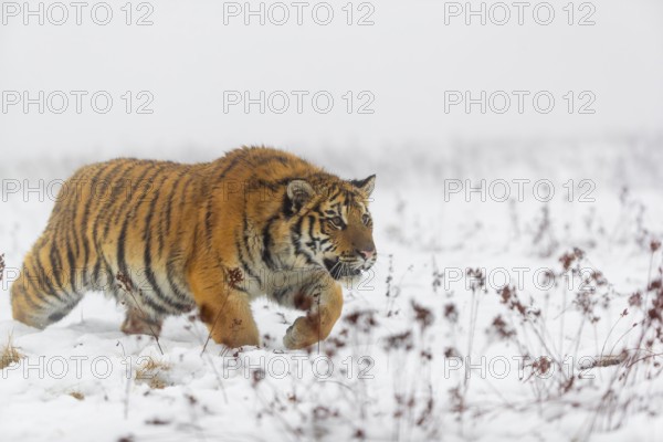 One young Siberian Tiger, Panthera tigris altaica, running over snowy meadow with dense fog in the background
